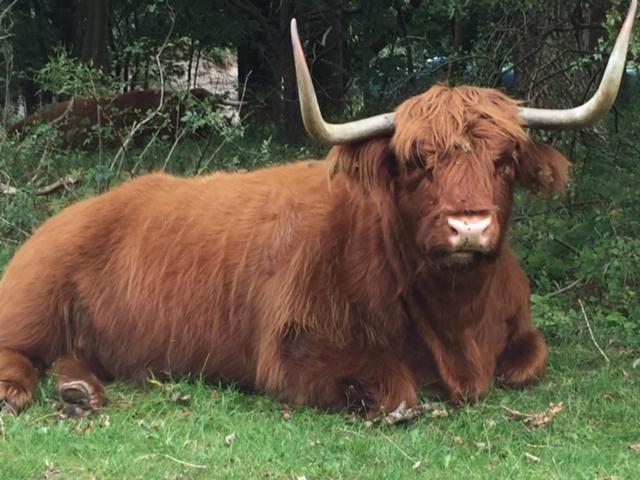 De Nollen Lägenhet Egmond aan den Hoef Exteriör bild